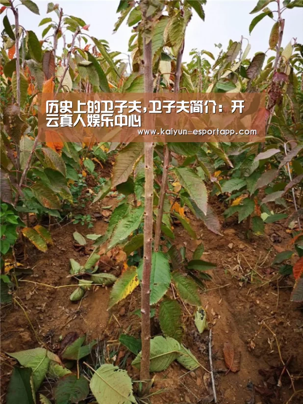 历史上的卫子夫,卫子夫简介:开云真人娱乐中心(图1) 开云真人娱乐中心