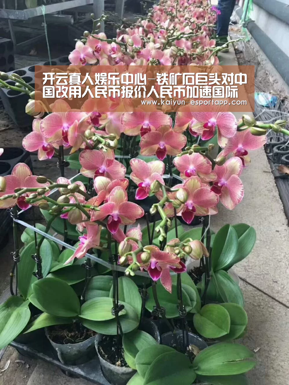 开云真人娱乐中心-铁矿石巨头对中国改用人民币报价人民币加速国际化(图2) 开云真人娱乐中心